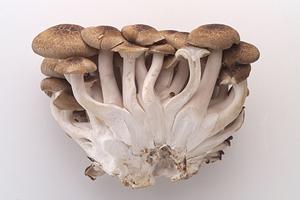 伝説のすた丼屋 綱島店：ボリューム満点の絶品すた丼が味わえる人気店の詳細ガイド